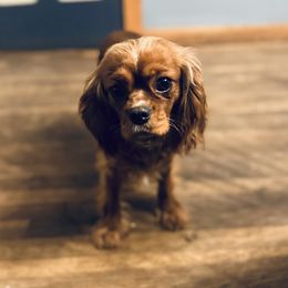 Aspen - Cavalier King Charles Spaniel