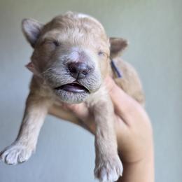 Andie - Apricot male Goldendoodle puppy in Leander, Texas from Doodle Doula