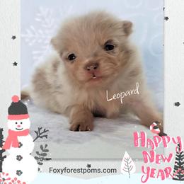 Leopard - Chocolate merle male Pomeranian puppy in Eatonville, Washington from Foxy Forest Poms