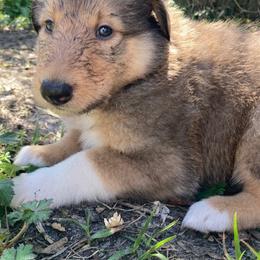 Fonzi - Sable and white male Collie puppy in Yulee, Florida from Three Collie Farm