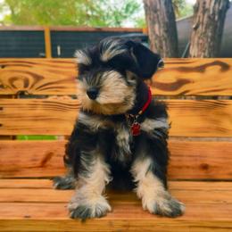 Dixie - Black and silver female Miniature Schnauzer puppy in Texas from Blue Rose's Schnauzers