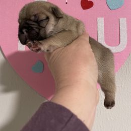 Boy 1 - French Bulldog puppy in Columbus, Georgia from Blessed and Boujee Frenchies