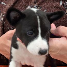 Girl 1- Maererano's Rare Black Opal - Black and white female Basenji puppy in Lehi, Utah from Maererano Basenjis
