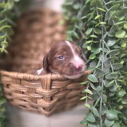 Ember - Piebald female Dachshund puppy in Grant, Michigan from Low Down Dashchuand
