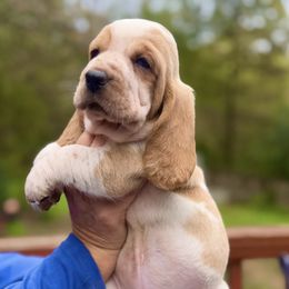 Timber - Lemon and white male Basset Hound puppy in Poplar Bluff, Missouri from Ozarks Bassets