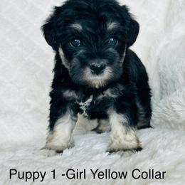 Puppy 5 - Salt and pepper female Miniature Schnauzer puppy in Ankeny, Iowa from Maple’s Cockapoo's and Libby's Schnauzer Puppies
