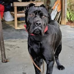Panther - Black female Cane Corso puppy in Atlanta, Georgia from Von Marker Spiel Kennels