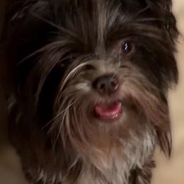 Mocha - Yorkshire Terrier
