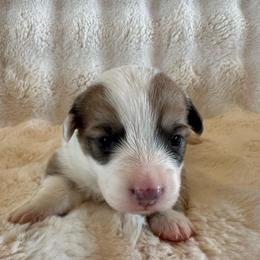 Kyndal - White and fawn female Pembroke Welsh Corgi puppy in Cashion, Oklahoma from Shabby Chic Corgis