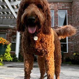 Goldendoodles from Tx Red Doodles