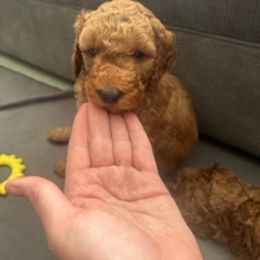 Goldendoodle Puppies from Betsy-Doodles