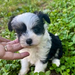 Puff girl - Black and white female Chinese Crested puppy in Rockvale, Tennessee from Cosmic Chinese Cresteds & Wind-Echo Poodles