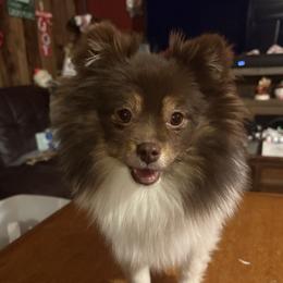 Kiei - Pomeranian
