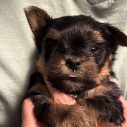 Puppy 1 - Black and tan male Yorkshire Terrier puppy in Elizabeth, Indiana from Dwayne’s Yorkshire Terriers