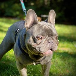 Vinny - French Bulldog