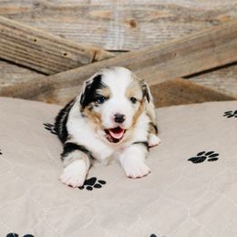 Miniature Australian Shepherd Puppies from Broken T Australian Shepherds
