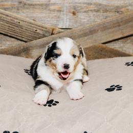Miniature Australian Shepherd Puppies from Broken T Australian Shepherds