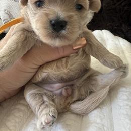 Bliss - Apricot female Maltipoo puppy in Fredericktown, Missouri from Doodle Pups Fur-Ever