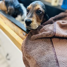 Basset Hound and Dalmatian Puppies from Lazy B Bassets and Dalmatians