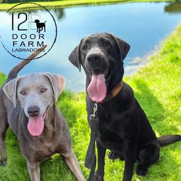 Dilute Retriever puppies from 12 Door Farm Labradors