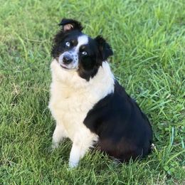Miniature Australian Shepherds and Toy Australian Shepherds from SF Toy & Miniature Aussie’s