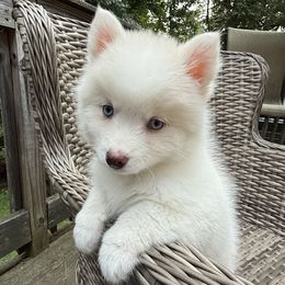Bonnie - White female Pomsky puppy in Hudson, New Hampshire from Granite State Pomskies