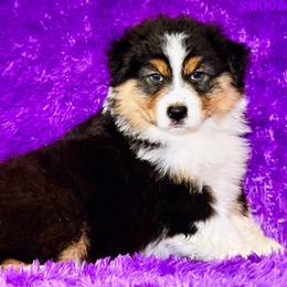SHADE - Black tri-color male Australian Shepherd puppy in Douglas, Georgia from Smooreaussies