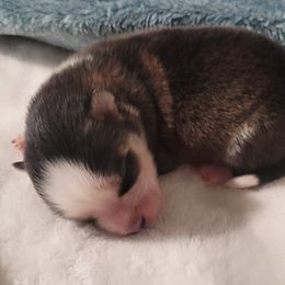 Boy 2 - male Pomsky puppy in Waddell, Arizona from Winsome Pomskies