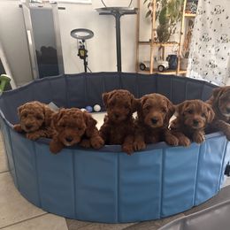 Goldendoodle Puppies from Goldendoodle Love