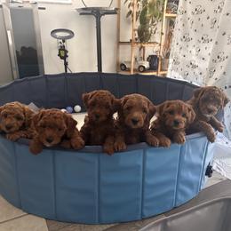 Goldendoodle Puppies from Goldendoodle Love