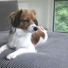 Nederlandse Kooikerhondje Puppies from Blazing Kooikerhondjes