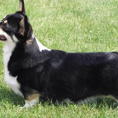 Pembroke Welsh Corgis from Heaven Scent