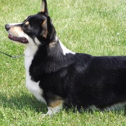 Pembroke Welsh Corgis from Heaven Scent