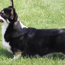 Pembroke Welsh Corgis from Heaven Scent