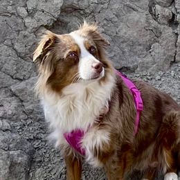 Daisy - Miniature Australian Shepherd