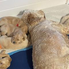 Irish Doodles from Kay's Kustom Doodles