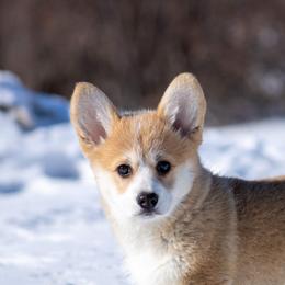 Pembroke Welsh Corgi Puppies from Merrygold Corgis