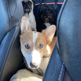 Pembroke Welsh Corgi Puppies from Chase Em All Corgis