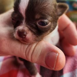 Elijah - Chocolate and white male Chihuahua puppy in Gerald, Missouri from OutLaw Chihuahua's