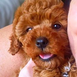 Romeo - Red male Cavapoo puppy in Marshfield, Missouri from Puppyloversplace