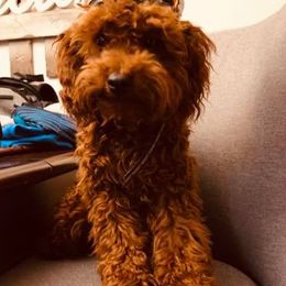 Goldendoodles from Belews Creek Mini Goldendoodles