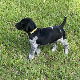 Girl 2 - Black and white female German Shorthaired Pointer puppy in Lumberton, Mississippi from Carlee Farm