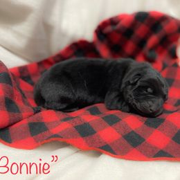 Girl 1 - Black German Shepherd puppy in Belfast, Tennessee from Dady Shepherds