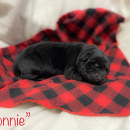 Girl 1 - Black German Shepherd puppy in Belfast, Tennessee from Dady Shepherds