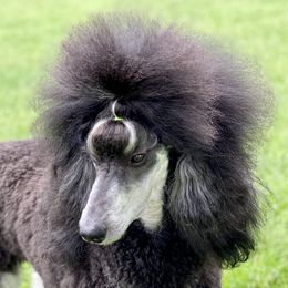 Veronica  - Poodle