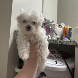Maltese Puppies from Alisa’s Maltese