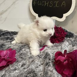 Miss fuchsia is a White sweet little bundle of joy. She is a precious little girl that will make your heart melt. She will make a great companion. - White female Pomeranian puppy in Scio, Oregon from Mac Daddy Poms