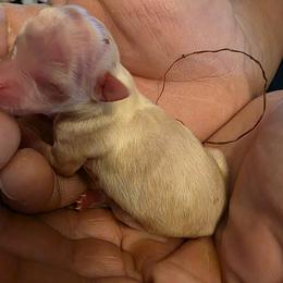 Solstice - Cream and white male Chihuahua puppy in Wytheville, Virginia from Southwest Virginia Chihuahua