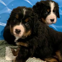 Pink Collar- AKC - Black rust and white female Bernese Mountain Dog puppy in Comer, Georgia from Water Oak Farm