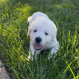Boy 2 - Light golden Golden Retriever puppy in Shingle Springs, California from Golden State Goldens